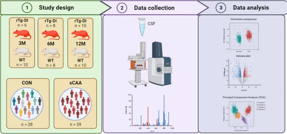 Study design of proteomic cerebrospinal fluid (CSF) analysis in rTg-DI models.